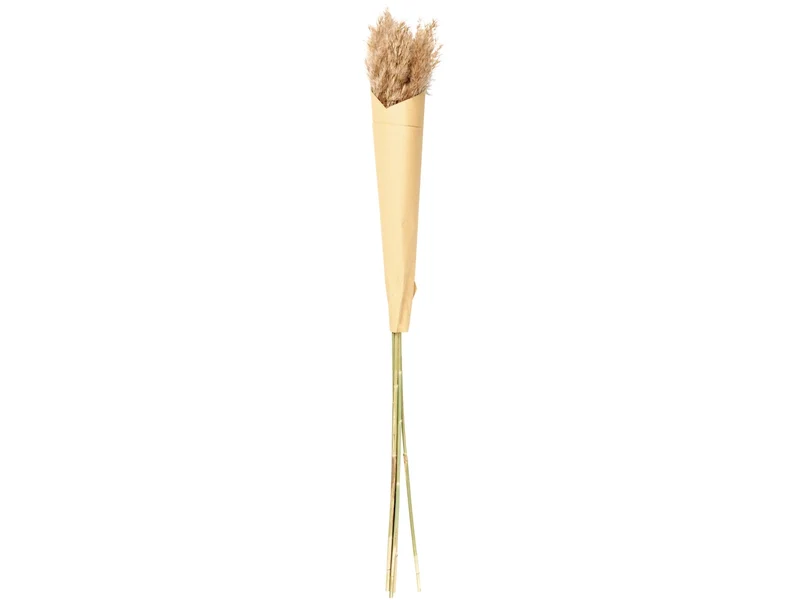 ASA Pampasgras braun 70-75 cm