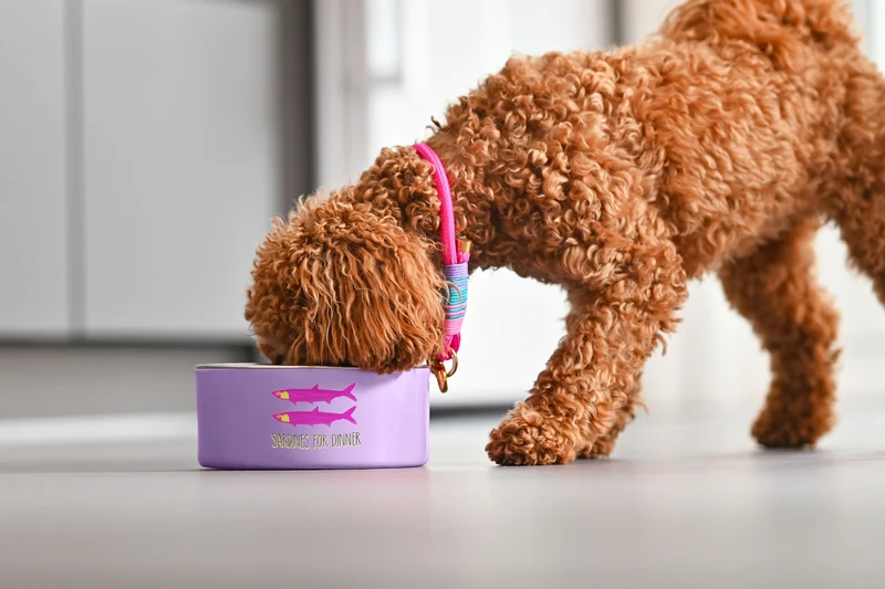 Giftcompany Love Pets Futternapf M Ciao Bello grün 20cm