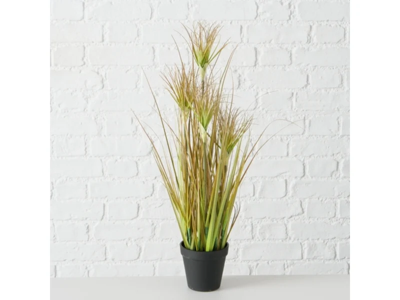Boltze Topfplanze Zwiebelgras 60 cm