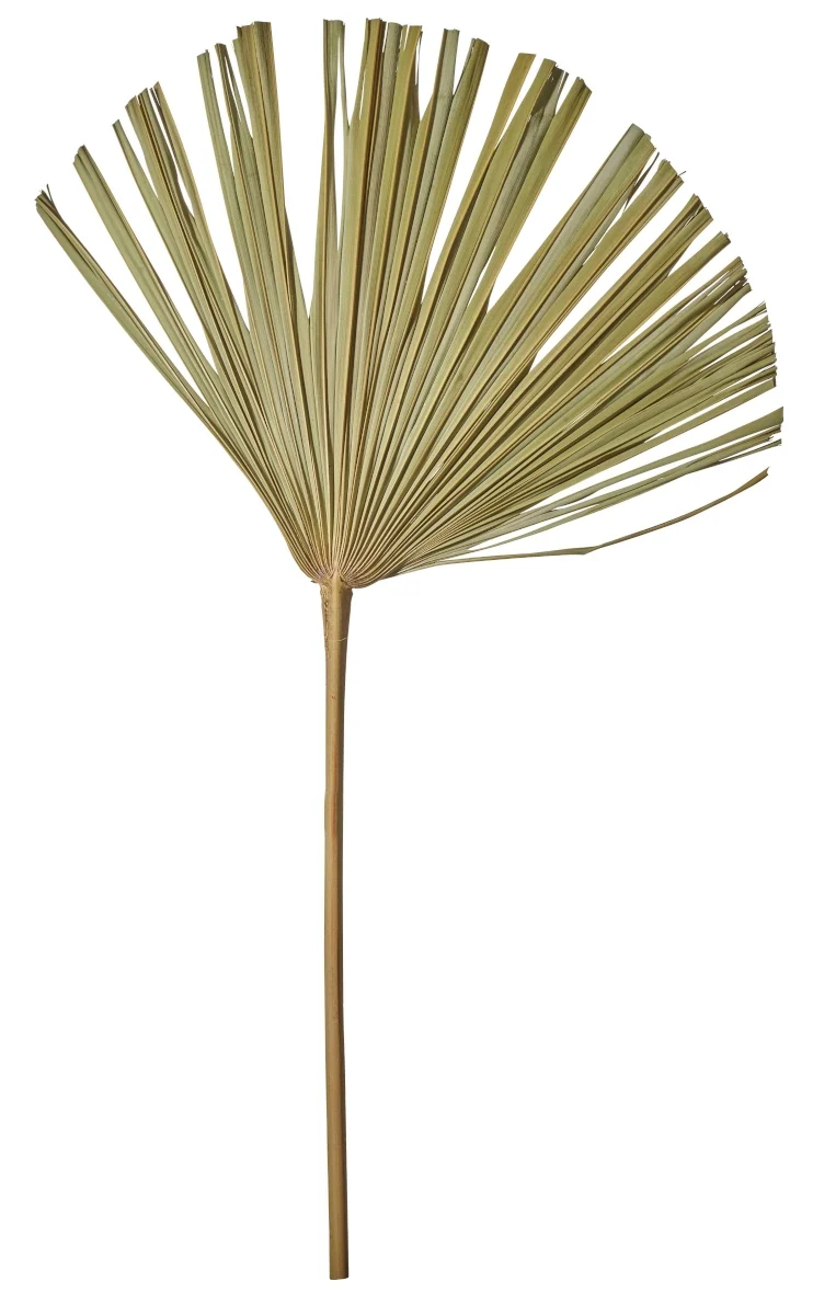 ASA Fächerpalme natur 60-70 cm